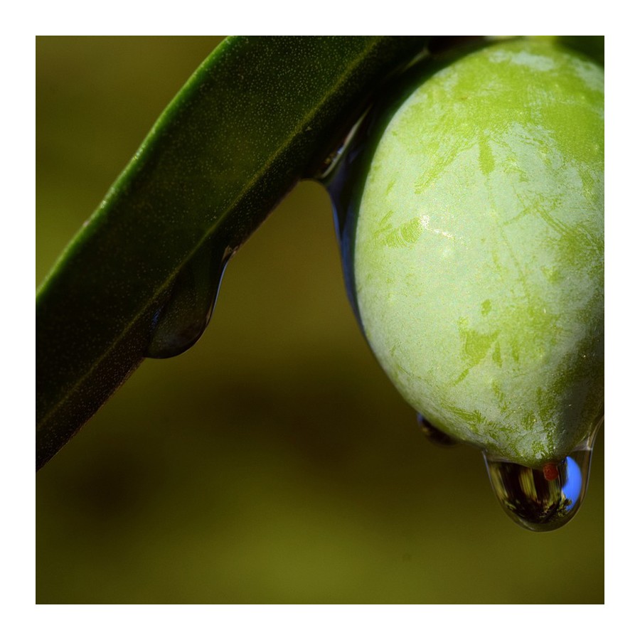 Bella di Cerignola 500 Gr