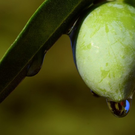Bella di Cerignola 500 Gr